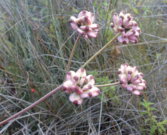Taeniopetalum obtusifolium