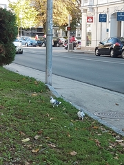 Columba livia domestica