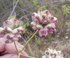 Taeniopetalum obtusifolium