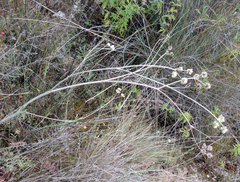 Taeniopetalum obtusifolium