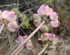 Taeniopetalum obtusifolium