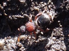 Ephutomorpha dorsigera