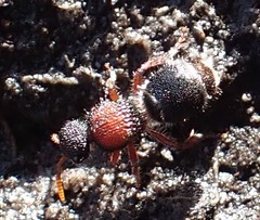 Ephutomorpha dorsigera