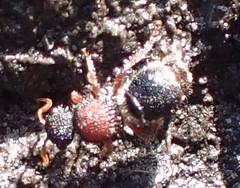 Ephutomorpha dorsigera