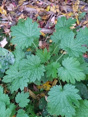 Leonurus cardiaca