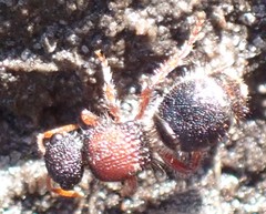 Ephutomorpha dorsigera