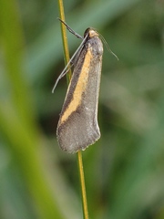 Philobota chrysopotama