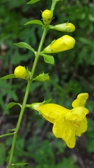 Aureolaria virginica