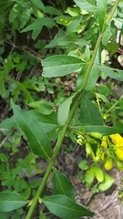 Aureolaria virginica