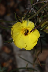 Hibbertia striata