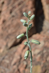 Albuca glauca