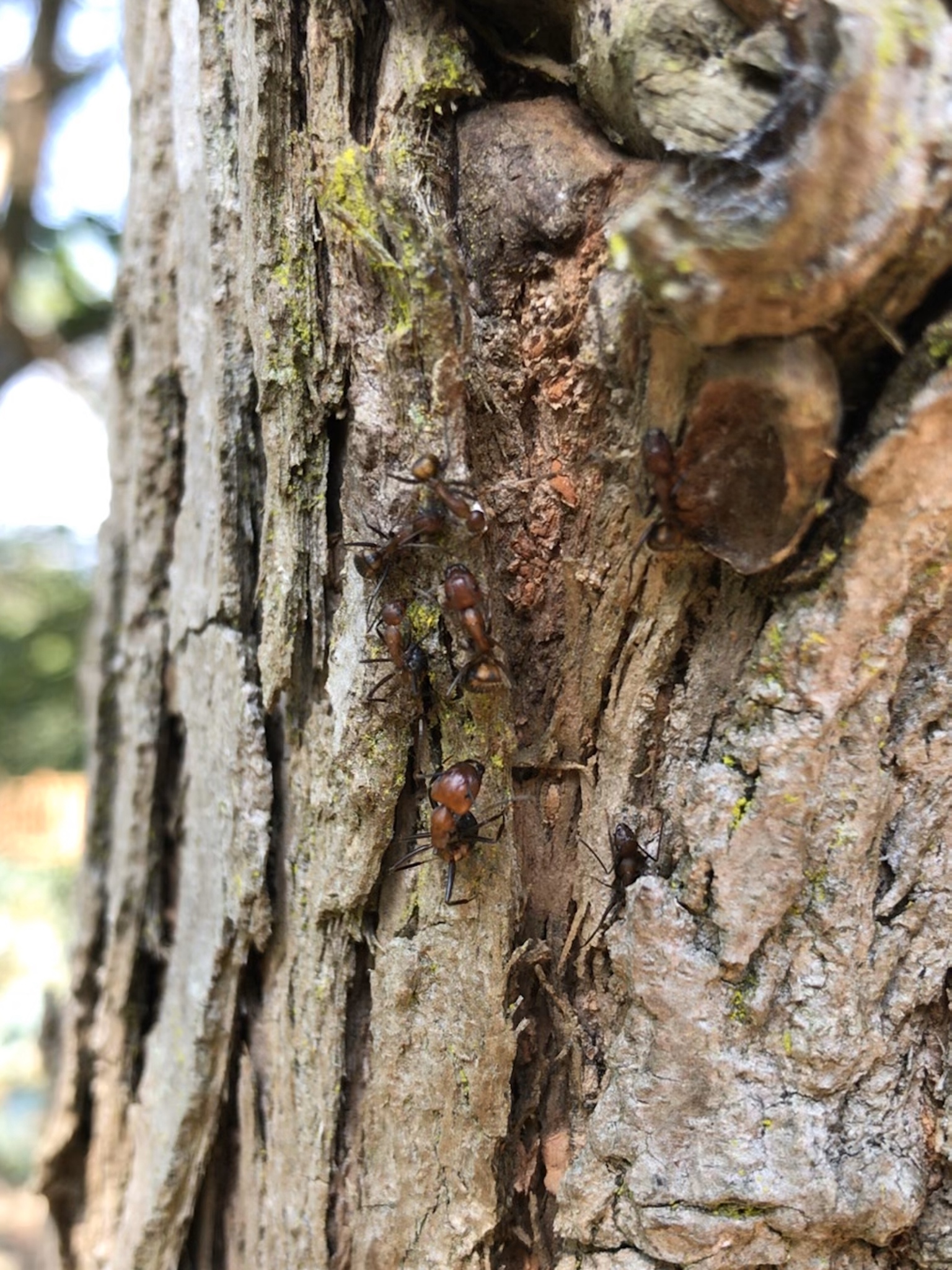 Camponotus nicobarensis