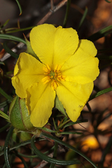 Hibbertia striata
