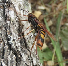 Tremex fuscicornis