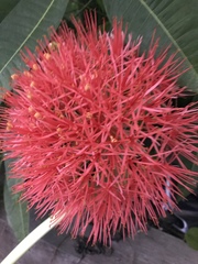 Scadoxus