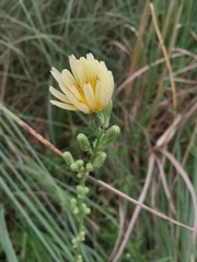 Lactuca indica