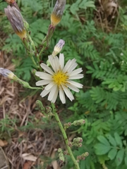 Lactuca indica