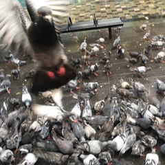 Columba livia domestica