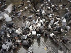Columba livia domestica