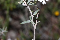 Leucopogon pulchellus