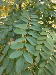 Robinia pseudoacacia