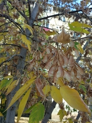 Fraxinus