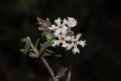 Leucopogon pulchellus