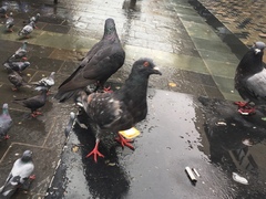 Columba livia domestica