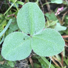 Trifolium incarnatum