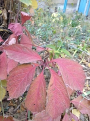Parthenocissus
