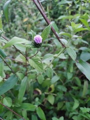 Centratherum punctatum