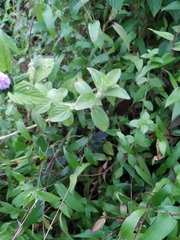 Centratherum punctatum