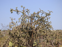 Cylindropuntia thurberi versicolor