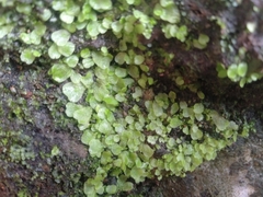 Cyathodium
