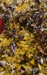 Sphagnum tenellum