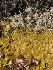 Sphagnum tenellum