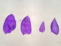 Sphagnum tenellum