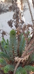 Euphorbia paralias
