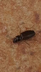 Olisthopus