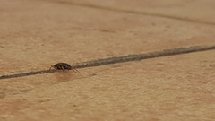 Olisthopus