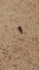 Olisthopus