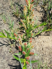Acalypha caperonioides