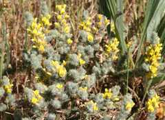 Aspalathus muraltioides