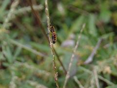 Tropidothorax sinensis