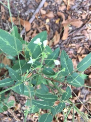 Desmodium tweedyi