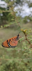Acraea terpsicore