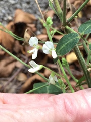 Desmodium tweedyi