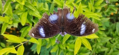 Acraea terpsicore