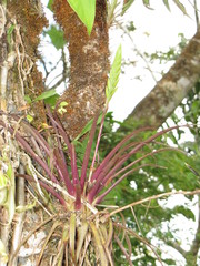 Lemeltonia monadelpha