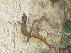 Sphaerodactylus millepunctatus